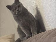 BKH Kater - Solingen (Klingenstadt)