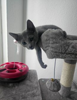 Russisch blau kitten 3 monate alt sucht dringend neues Zuhause - Duisburg