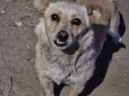 Kleine Liebe Tissa sucht Familie - Leonberg (Baden-Württemberg)