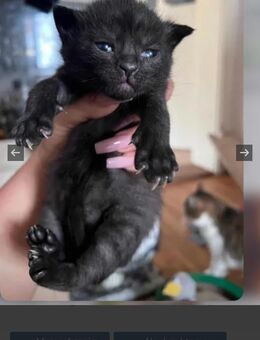 Main coon mix Katzenbabys schwarz in Ulm - Ulm