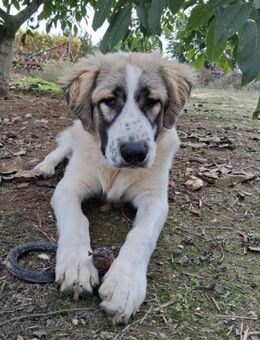 Stark und sanftmütig - toller Cronus - Mettmann