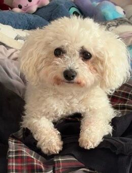 Bichon Frisee Dame - Neumünster