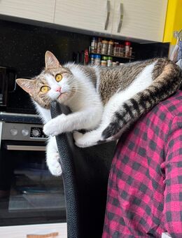 Europäischer Kurzhaar Kater zu verkaufen - München