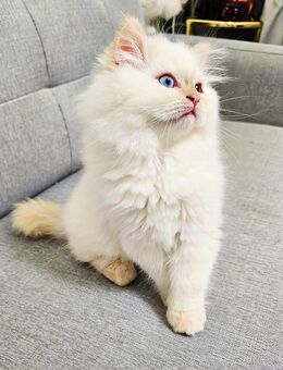 Reinrassige Ragdoll weiße Kitten männlich - Berlin