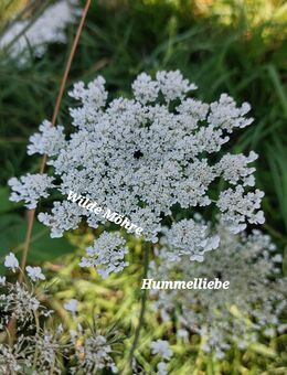 Samen Wilde Möhre, weiß, sehr insektenfreundlich, weitere Sorten - Norderstedt