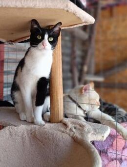 Esme aus dem Tierschutz - Grevenbroich