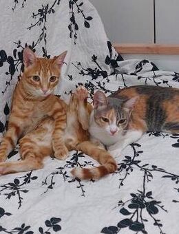 Minny und Lokum (ALO) - Geisenheim