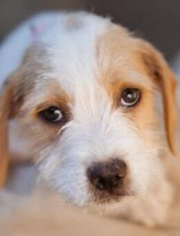 Welpin FREYJA💖kleines Bündel Lebenslust - Hamburg