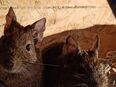 Degu Männchen in 32756