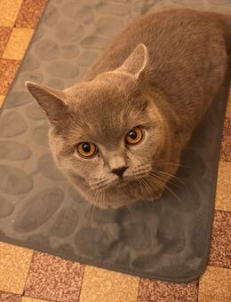 2 BKH Katzen abzugeben - Bremen