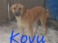 KOVU - DER Hund für euer Leben! - Holzkirchen (Regierungsbezirk Oberbayern)