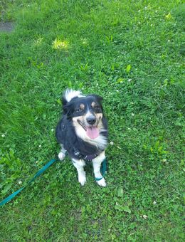 Nala sucht Zuhause - Giengen (Brenz)