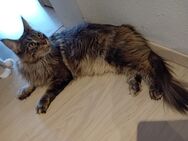 XXL Maine Coon ca 8 Kilo - Bechhofen (Bayern)