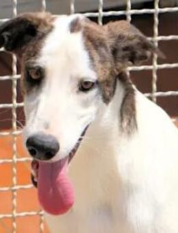 ALDO - so ein süßer Knirps - Regensburg