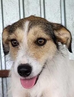 Liana sucht liebe Menschen - Neuhausen (Fildern)