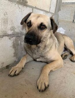 ATLAS - möchte gerne sein neues Zuhause - Kempen