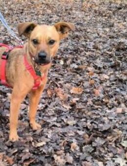 Borcsa sucht ihre Herzensmenschen - Nordwalde