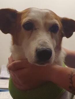 Ruhige kleine Hundedame Latka - Berlin