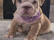 Englische Bulldog -Hunde - Männer und Frauen. - Erbach (Baden-Württemberg)
