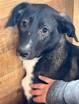 MERCEDES ~ wunderschöne zarte Junghündin - Duisburg