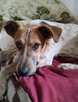 ♡Rocky♡ - aktiv & clever - Alfeld (Leine)