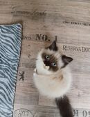 3 Wunderschöne Kitten(Kater) in 61194