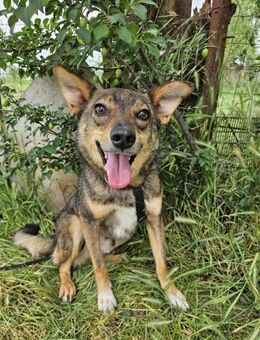 Rüde Kansas sucht liebe Menschen - Neuhausen (Fildern)