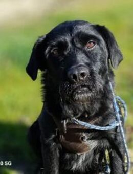 Senior ROKKO 💙 sucht Familienanschluss - Fahrenzhausen