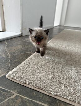 BKH Kitten ( Nur noch 4 da !!) - Bremen