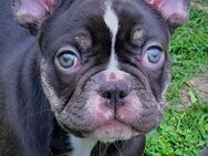 Französische Bulldogge Welpe Rüde choco - Kassel