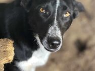 Missy sehnt sich nach Geborgenheit 🐾 - Elsdorf (Nordrhein-Westfalen)