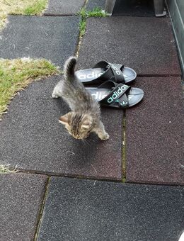 Perser kitten mix - Bad Kreuznach