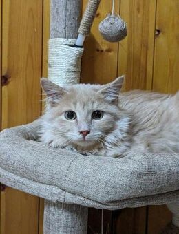 Der besondere - Cacao - Kirchheim (München)