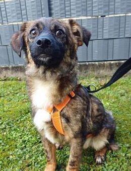 Hier kommt Louie, der kleine Wirbelwind - Kabelhorst