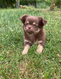 Chihuahua Welpe Rüde Schoko Tricolor reinrassig sucht absofort liebevolles Zuhause - Lanitz-Hassel-Tal