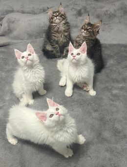 Reinrassige Maine Coon Kitten - Wuppertal