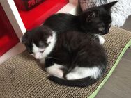 Kleine Mix Kitten suchen ein liebevolles zuhause - Nürnberg