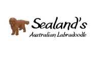 Australian Labradoodle ALD - Cuxhaven