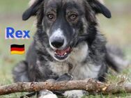 Rex, 03/24 -sucht erfahrene Menschen - Heppenheim (Bergstraße)