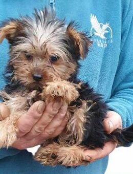 SAVANNAH - Zwerg sucht ein zuhause - Wettenberg