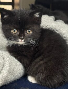 Liebes volles Zuhause gesucht!! BKH kitten - Esslingen (Neckar)