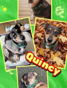 Toller Quincy wartet auf DICH! - Nürnberg