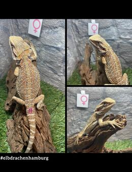 No.4 Citrus Blue Bartagame female (pogona vitticeps) NZ April 2025 - Hamburg Wandsbek