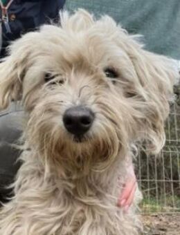 MISHKA -sucht ihr -für immer zu Hause- - Kallmünz