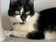 🌸Liebevolle Katzenmama Leah 🐾 - Eislingen (Fils)
