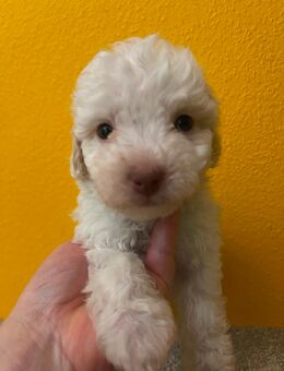 Süße reinrassige Toypudel Welpen suchen im Dezember liebe Familien - Berlin