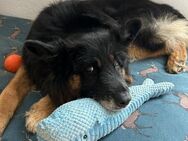 Liebevolles Zuhause für Bruno gesucht - Duisburg