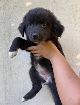 Skye❣️ Schwarze Schönheit sucht neuen W - Spenge