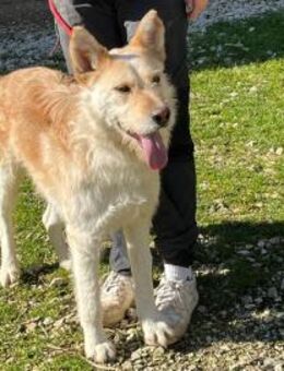 Linus - Rieden (Rheinland-Pfalz)