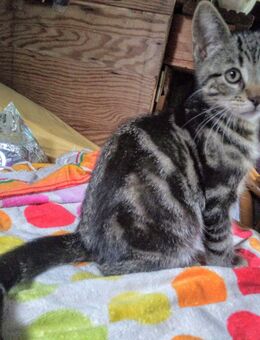 Maincoon-russischblau Mix mit Hauskatze Kitten - Lübeck Mitte